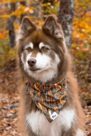Autumn Fox Adventure Bandana for Dogs (Pack Of: 1, size: M/L - 27In X 13In)