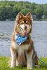 Painted Peaks Lightweight Dog Bandana for Outdoor Adventures