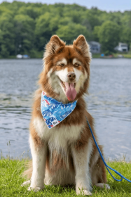 Painted Peaks Lightweight Dog Bandana for Outdoor Adventures (Pack Of: 1, size: Xl - 35In X 17In)