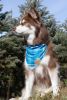 Blue Spruce Plaid Lightweight Dog Bandana for Active Pets